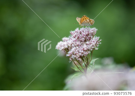 Yellow-eared Bulbul and Green Fritillary Yellow-eared Bulbul and Green Fritillary 93073576