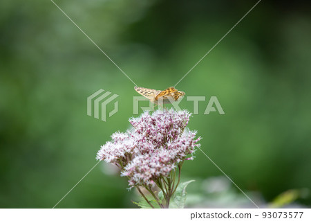 Yellow-eared Bulbul and Green Fritillary Yellow-eared Bulbul and Green Fritillary 93073577
