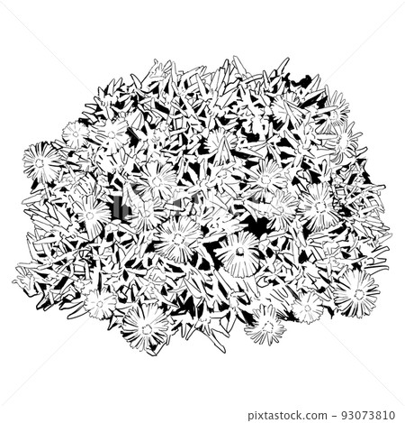 Monochrome illustration of Matsuba chrysanthemum 93073810