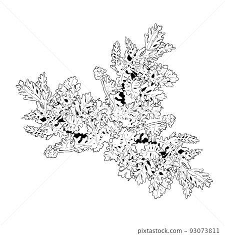 Shirotaegiku 的單色插圖 Shirotaegiku 的單色插圖 93073811