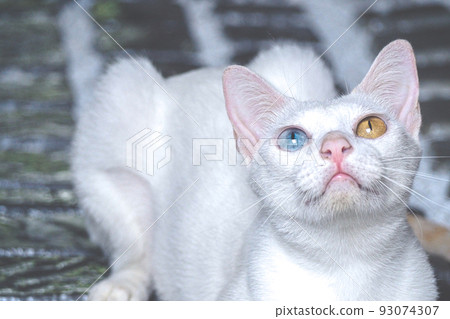 White cat with different color eyes with blue and yellow eye. Adorable domestic pets. White cat with different color eyes with blue and yellow eye. Adorable domestic pets. 93074307