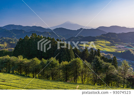 (Shizuoka Prefecture) Mt. Fuji over the tea plantation Early morning (Shizuoka Prefecture) Mt. Fuji over the tea plantation Early morning 93074523