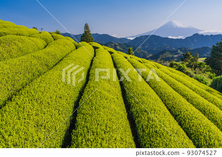 (Shizuoka Prefecture) Mt. Fuji over the tea plantation Early morning (Shizuoka Prefecture) Mt. Fuji over the tea plantation Early morning 93074527