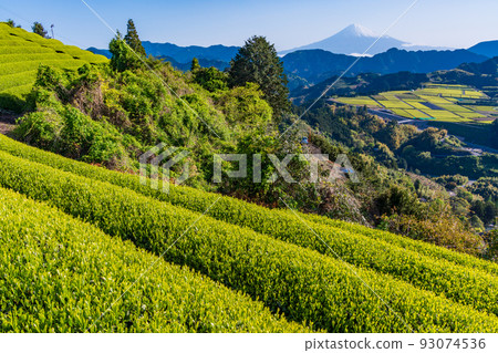 (Shizuoka Prefecture) Mt. Fuji over the tea plantation Early morning 93074536