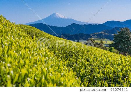 (Shizuoka Prefecture) Mt. Fuji over the tea plantation Early morning 93074541