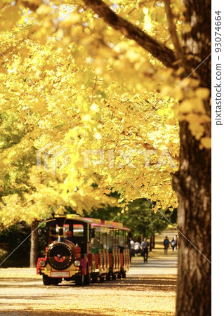 埼玉縣秩父繆斯公園一排銀杏樹 93074664