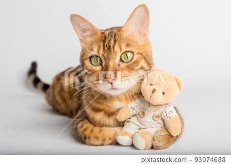 Bengal cat hugs a toy bear on a white background. 93074688