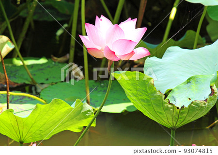 開花在水面附近的蓮花 93074815
