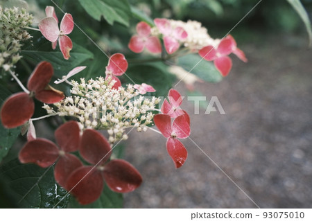 Close-up of red hydrangea 93075010