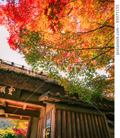 Trees turning red with great force Trees turning red with great force 93075155