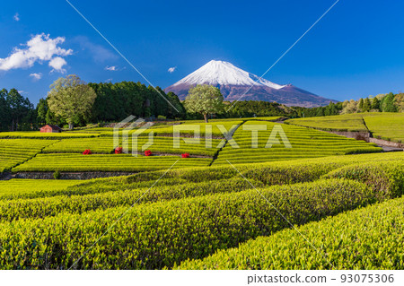 (Shizuoka Prefecture) Obuchi Sasaba, Mt. Fuji over the tea plantation Afternoon 93075306