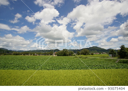 Tanba Sasayama Rural landscape Contrast of Tanba black and rice Early August Wide angle 93075404