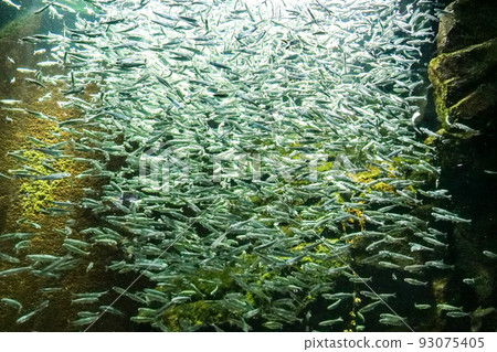 Photo: Biology Yamagata prefecture's prefectural salmon salmon trout When juveniles land in the river, they turn into yamame trout 93075405