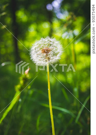Beautiful flowers in the green grass. Flower close-up in the thicket. Beautiful flowers in the green grass. Flower close-up in the thicket. 93075494