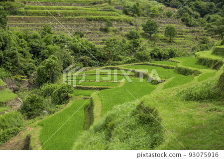 In-hospital Ryoai Terraced Rice Fields 93075916