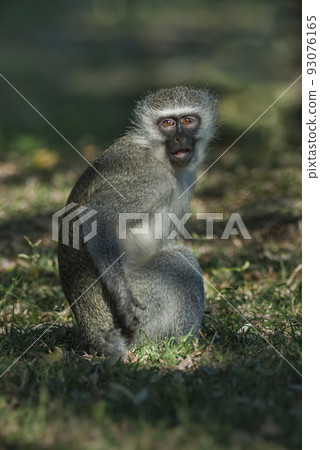 Vervet monkey,Kruger National Park,South Africa Vervet monkey,Kruger National Park,South Africa 93076165