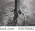 Roots of a tree that are tightly stretched 93076682
