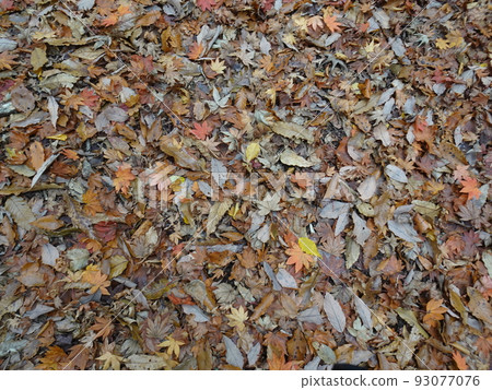 Fallen leaves of various types and colors Fallen leaves of various types and colors 93077076