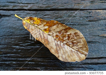 玉蘭枯葉 93077735