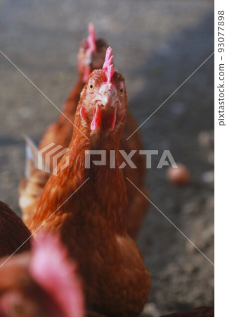 Chicken Chicken 93077898