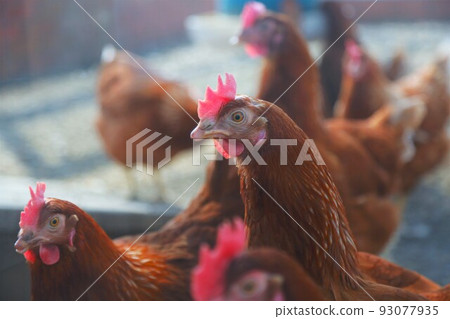 Chicken Chicken 93077935