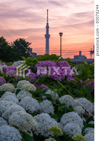 《Tokyo》 Hydrangea and Sky Tree ・ Kyunaka River Waterside Park 《Tokyo》 Hydrangea and Sky Tree ・ Kyunaka River Waterside Park 93078244