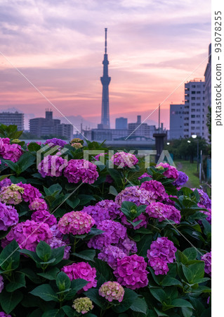 《Tokyo》 Hydrangea and Sky Tree ・ Kyunaka River Waterside Park 《Tokyo》 Hydrangea and Sky Tree ・ Kyunaka River Waterside Park 93078255
