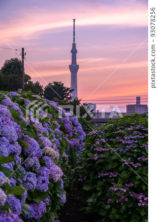 《Tokyo》 Hydrangea and Sky Tree ・ Kyunaka River Waterside Park 93078256