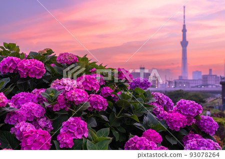《Tokyo》 Hydrangea and Sky Tree ・ Kyunaka River Waterside Park 93078264