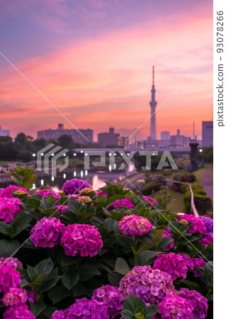 《Tokyo》 Hydrangea and Sky Tree ・ Kyunaka River Waterside Park 93078266