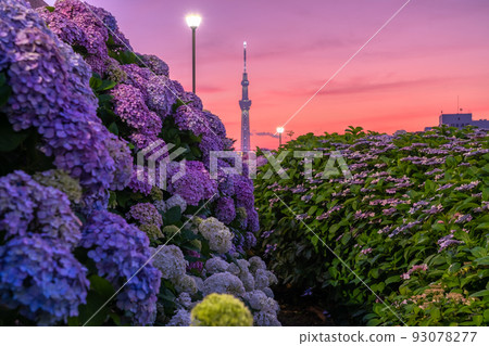 《Tokyo》 Hydrangea and Sky Tree ・ Kyunaka River Waterside Park 93078277