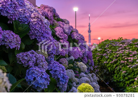 《Tokyo》 Hydrangea and Sky Tree ・ Kyunaka River Waterside Park 《Tokyo》 Hydrangea and Sky Tree ・ Kyunaka River Waterside Park 93078281