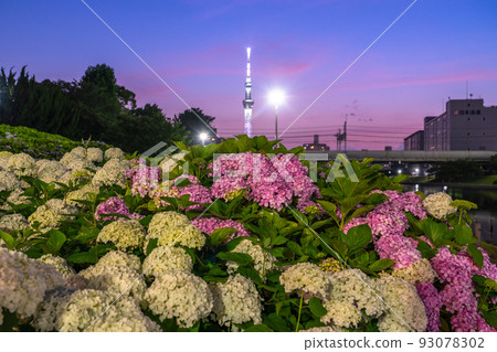 《東京》繡球花和天空樹·久中川水邊公園 93078302