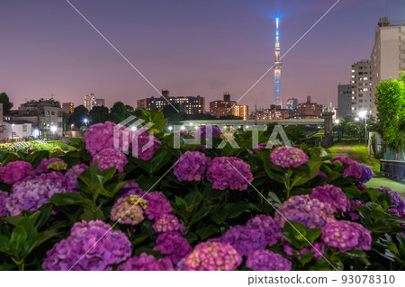 《Tokyo》 Hydrangea and Sky Tree ・ Kyunaka River Waterside Park 《Tokyo》 Hydrangea and Sky Tree ・ Kyunaka River Waterside Park 93078310