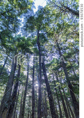 晨光下長滿青苔的原始森林。生態、生態、環境、可持續性的形象 晨光下長滿青苔的原始森林。生態、生態、環境、可持續性的形象 93078530