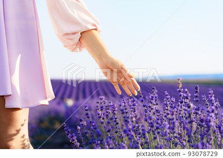 Girl's hand touching the folowers in lavender field 93078729