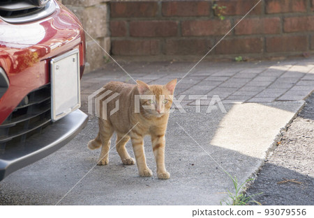 流浪貓停車場 流浪貓停車場 93079556