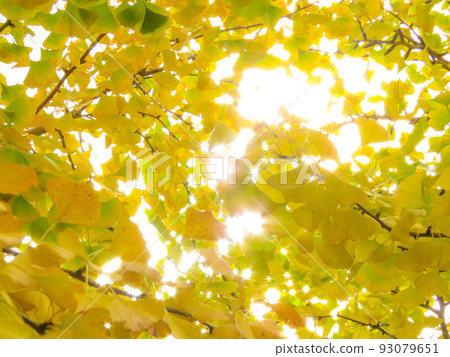 陽光透過彩色的銀杏 93079651