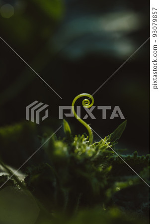Natural background of green cucumber bush with spiral mustache, extreme close-up with dew Natural background of green cucumber bush with spiral mustache, extreme close-up with dew 93079857