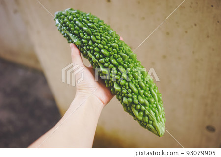 Big and delicious bitter gourd from Miyakojima, a remote island in Okinawa Prefecture Big and delicious bitter gourd from Miyakojima, a remote island in Okinawa Prefecture 93079905