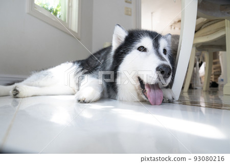 Siberian husky smiling on the floor Siberian husky smiling on the floor 93080216