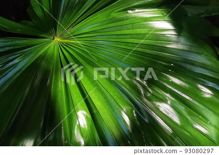 Green Palm leaf with sunlight reflection texture background 93080297