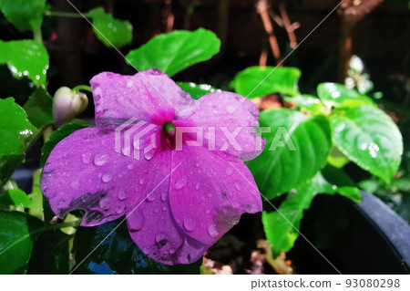 Rosy periwinkle purple flower with water drops after rain 93080298