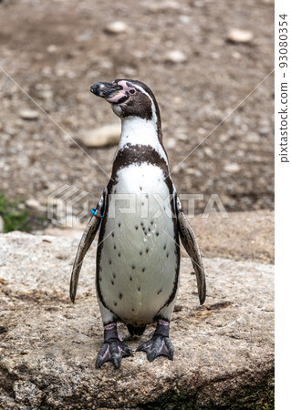 Humboldt Penguin, Spheniscus humboldti in a park 93080354