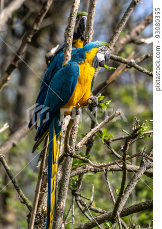 The Blue-and-yellow Macaw, Ara ararauna is a large South American parrot 93080355