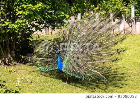Indian Peacock or Blue Peacock, Pavo cristatus 93080358