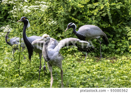 Family of Demoiselle Crane, Anthropoides virgo are living in the bright green meadow during the day time 93080362