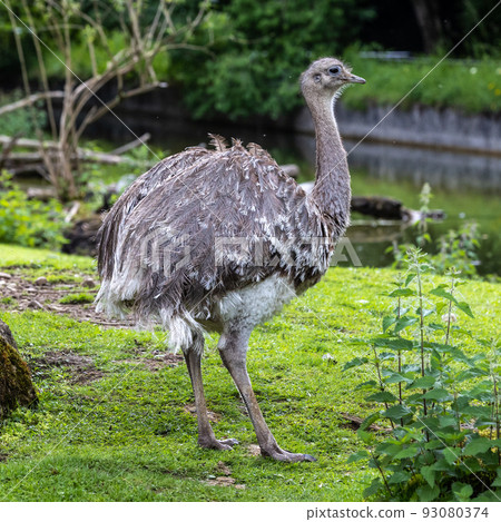 Darwin's rhea, Rhea pennata also known as the lesser rhea. Darwin's rhea, Rhea pennata also known as the lesser rhea. 93080374