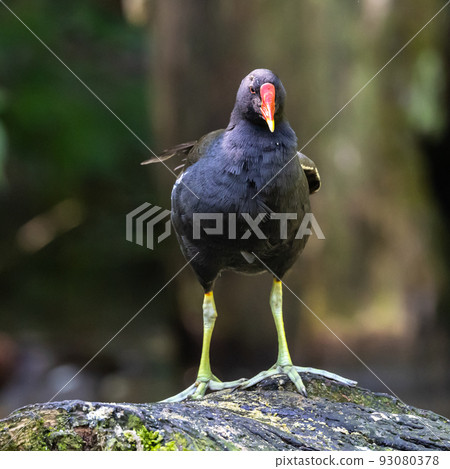 Common moorhen Gallinula chloropus also known as the waterhen or swamp chicken Common moorhen Gallinula chloropus also known as the waterhen or swamp chicken 93080378