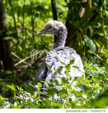 Beautiful yellow fluffy Demoiselle Crane baby gosling, Anthropoides virgo in a bright green meadow 93080379